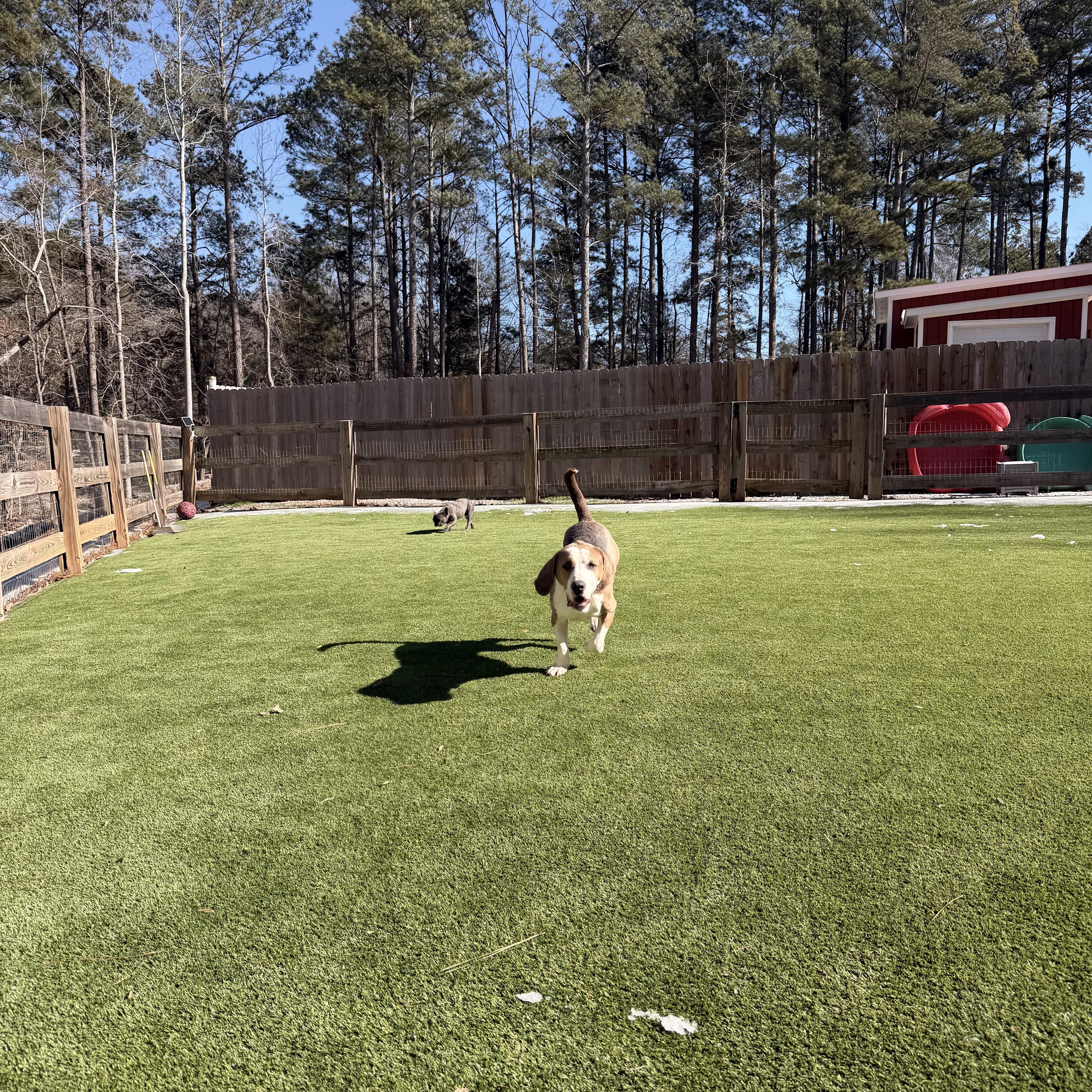 Bonnie , a ADOPTABLE mixed breed in Gainesville, GA image 4/6