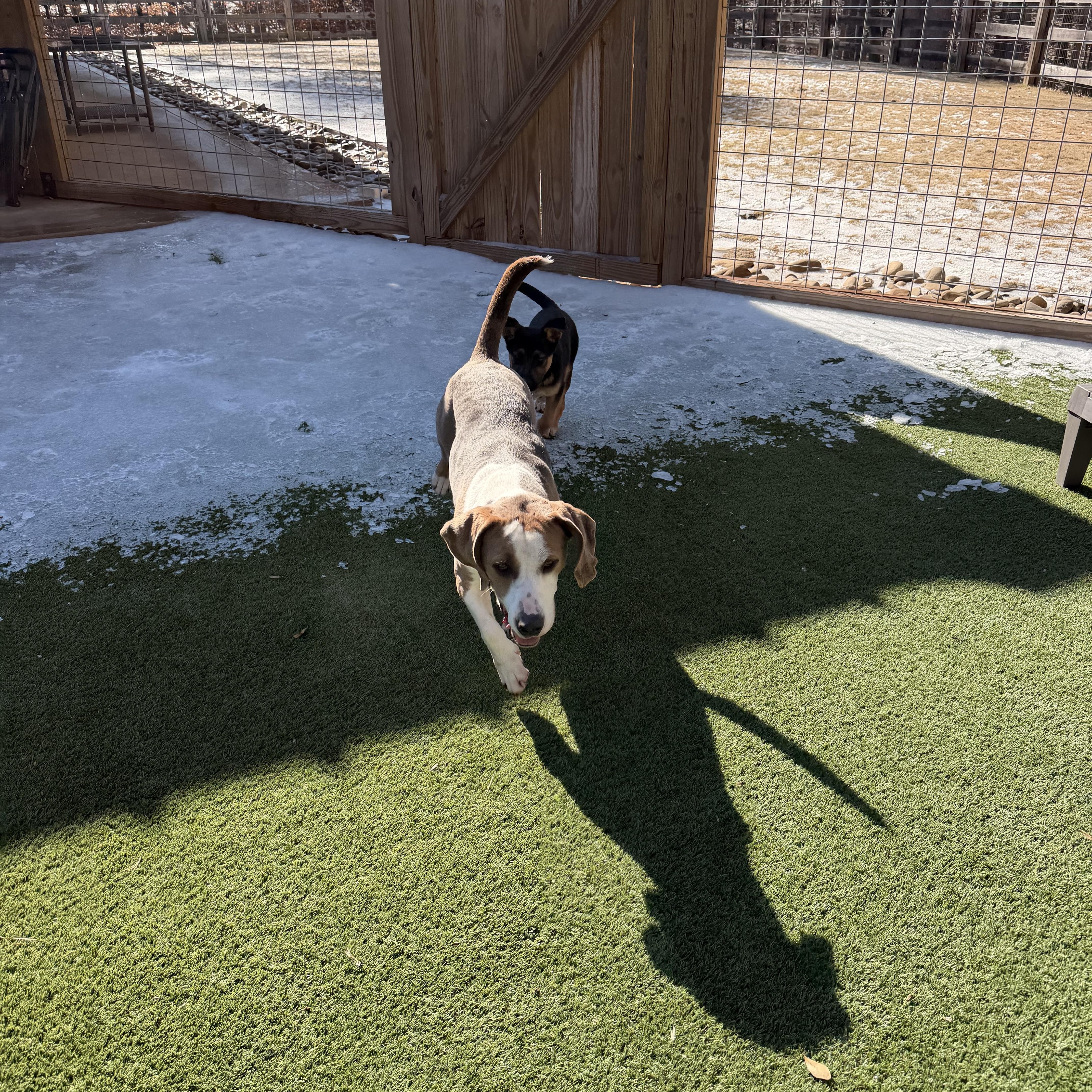 Bonnie , a ADOPTABLE mixed breed in Gainesville, GA image 6/6