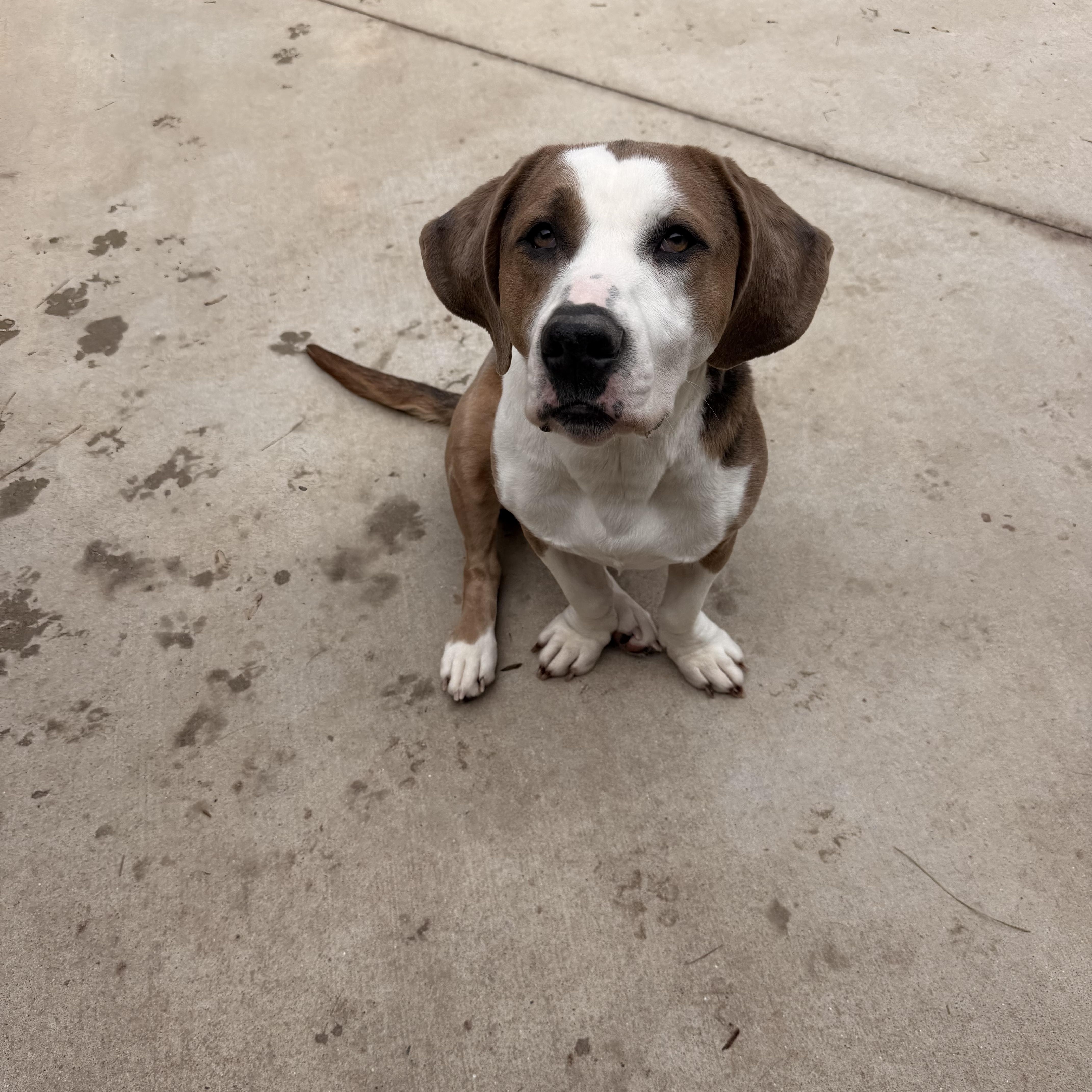 Bonnie , ADOPTABLE, Adult Female Basset Hound & American Staffordshire Terrier.