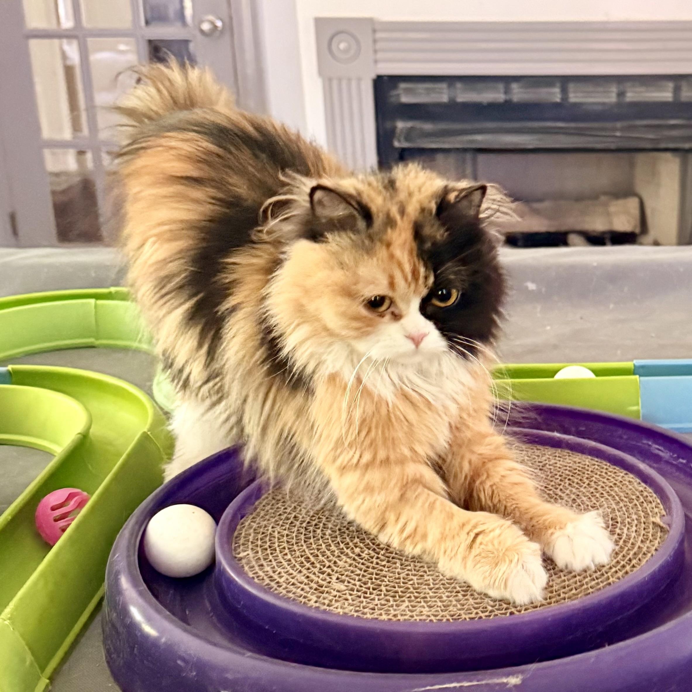 Enlarge Precious Bathsheba, a ADOPTABLE mixed breed in Woodbridge, VA image 4/6
