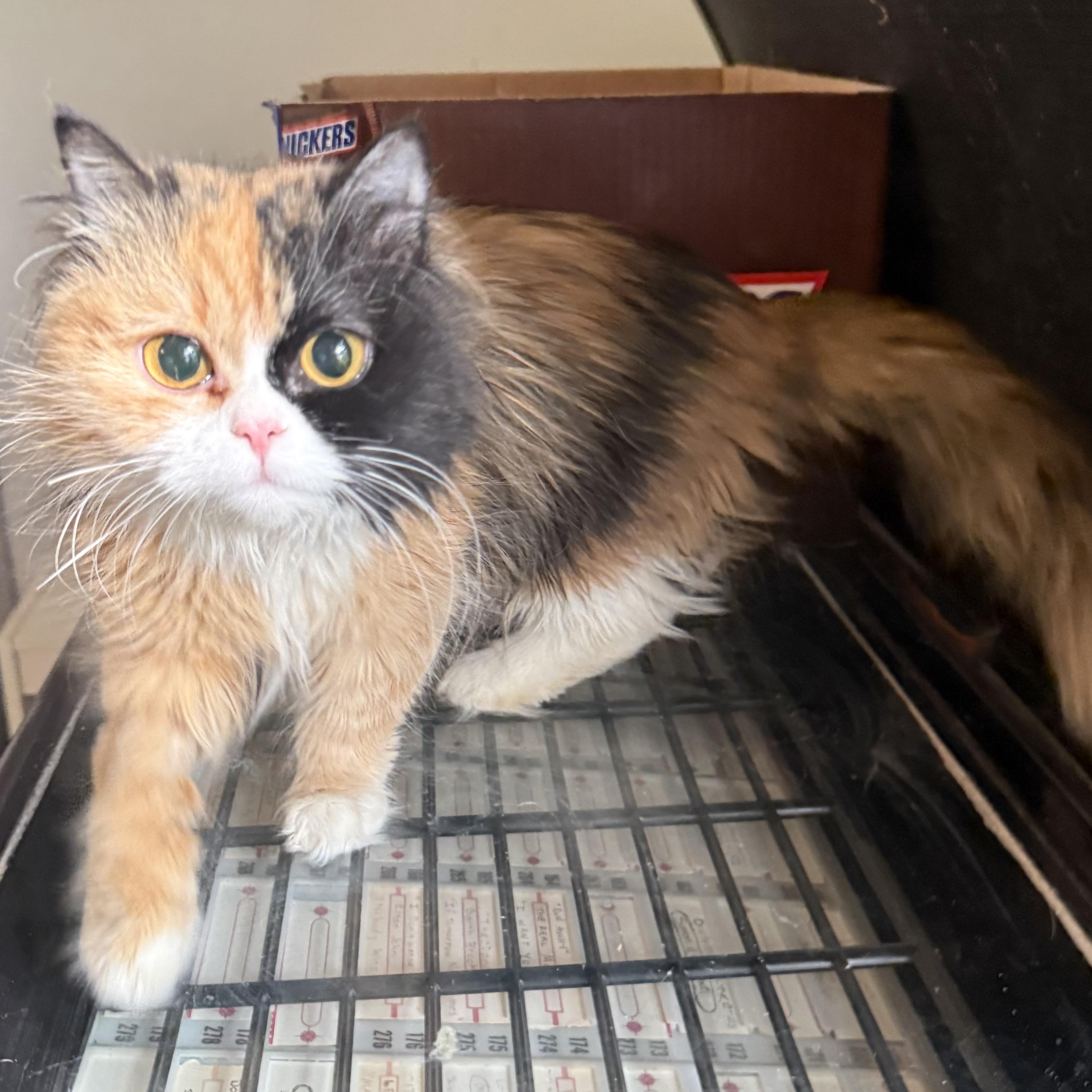Enlarge Precious Bathsheba, a ADOPTABLE mixed breed in Woodbridge, VA image 5/6