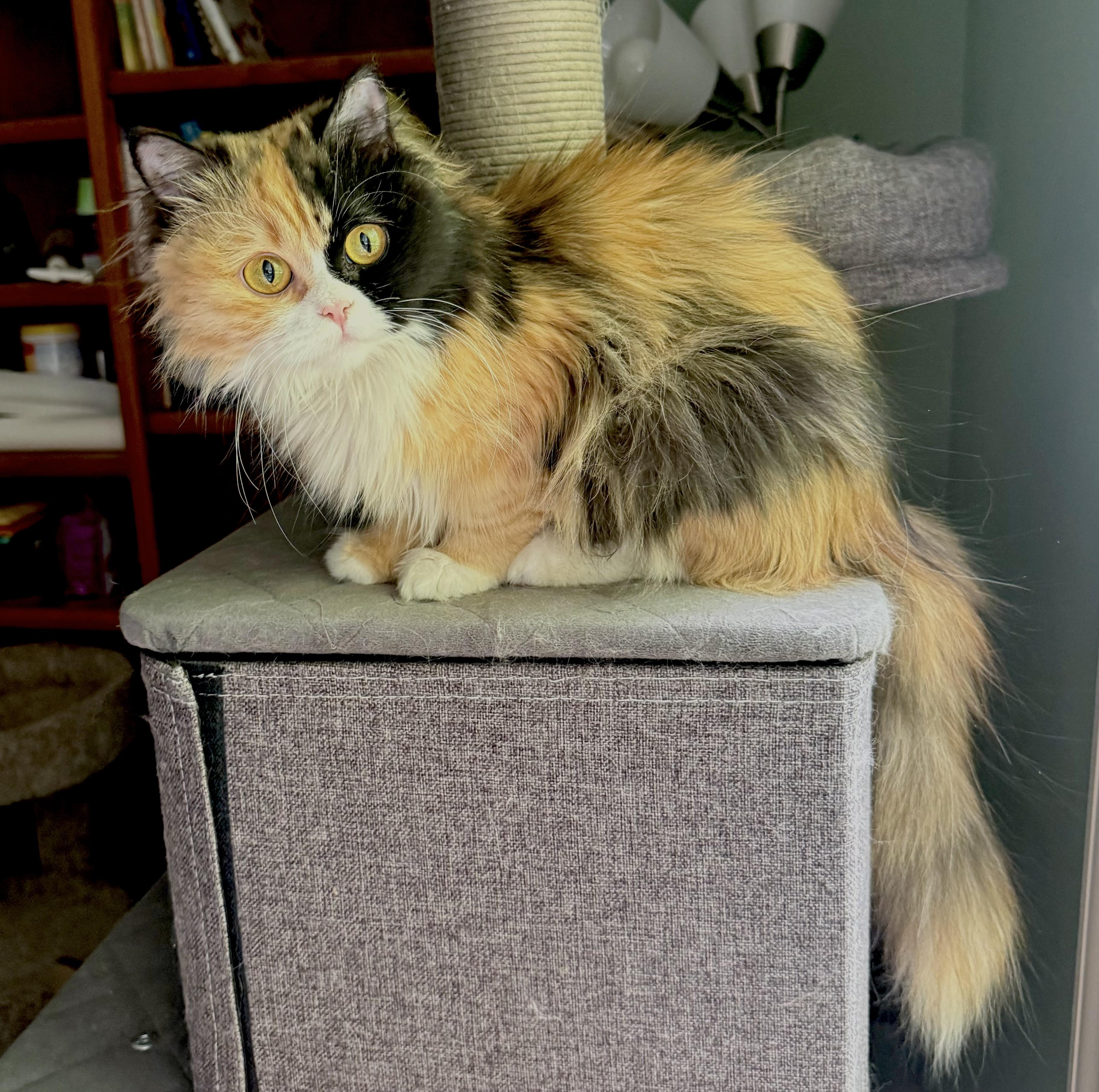 Enlarge Precious Bathsheba, a ADOPTABLE mixed breed in Woodbridge, VA image 1/6