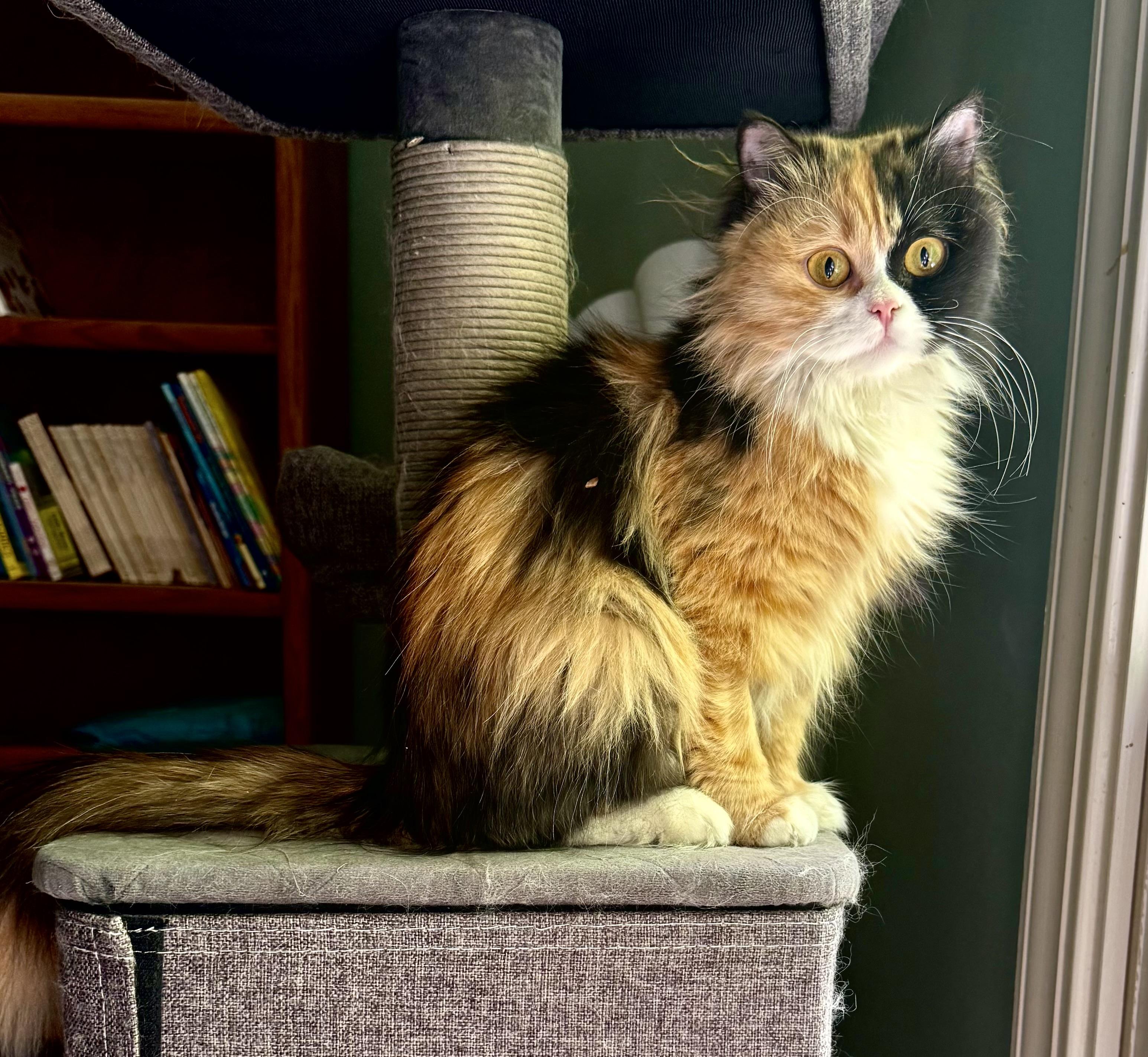 Enlarge Precious Bathsheba, a ADOPTABLE mixed breed in Woodbridge, VA image 2/6