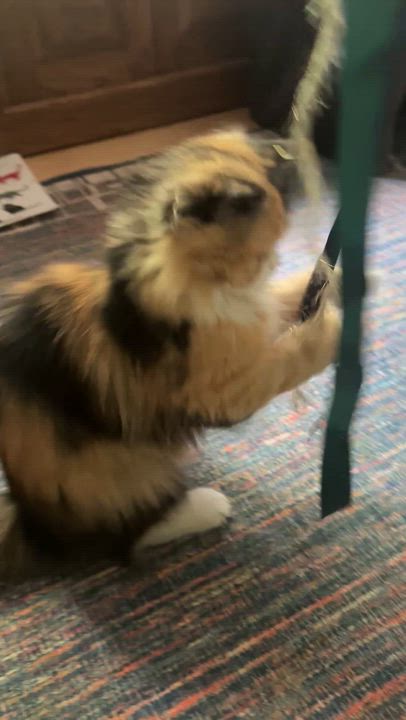 Enlarge Precious Bathsheba, a ADOPTABLE mixed breed in Woodbridge, VA video 3/6