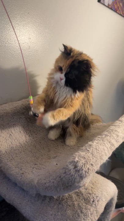 Enlarge Precious Bathsheba, a ADOPTABLE mixed breed in Woodbridge, VA video 6/6