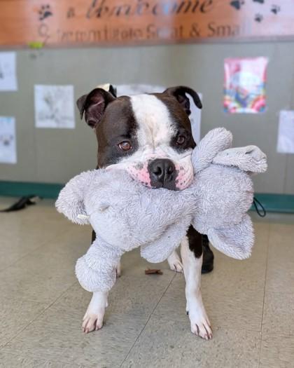 Dominick, Adoptable, Young Male Boxer & Mixed Breed.