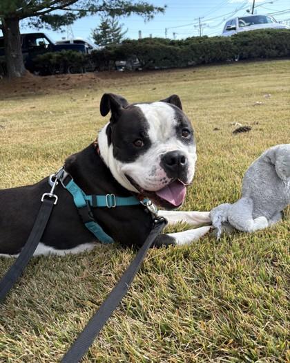 Dominick, a Adoptable mixed breed in Hamilton, NJ image 2/3