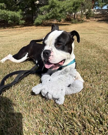 Dominick, a Adoptable mixed breed in Hamilton, NJ image 3/3