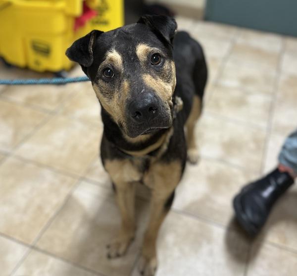 Enlarge Noodles (mcas), a Adoptable mixed breed in Troutdale, OR image 1/1