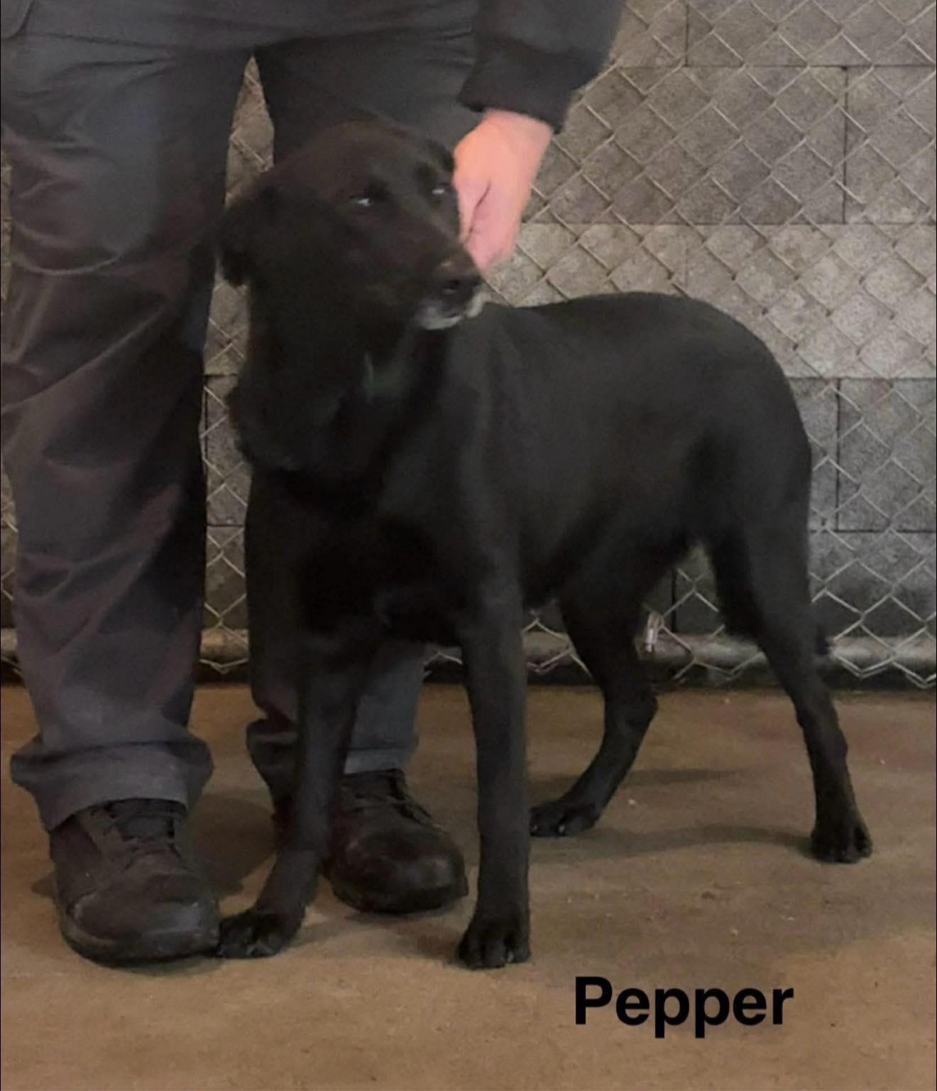 Enlarge Pepper , a ADOPTABLE Black Labrador Retriever in Seth, WV image 2/3