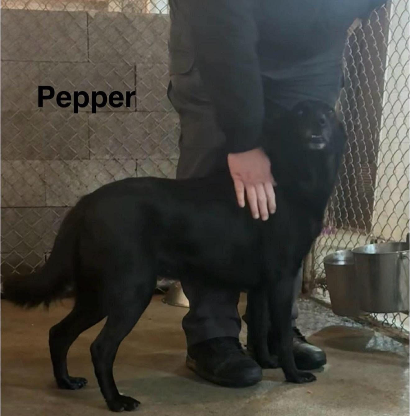 Enlarge Pepper , a ADOPTABLE Black Labrador Retriever in Seth, WV image 1/3