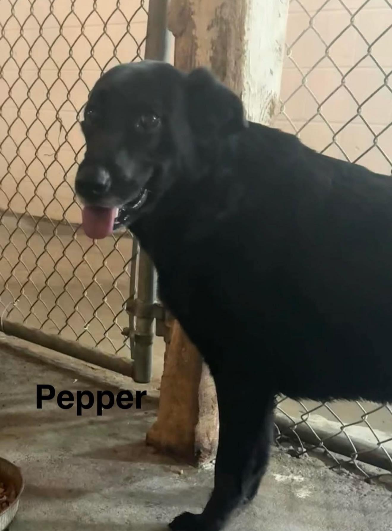 Enlarge Pepper , a ADOPTABLE Black Labrador Retriever in Seth, WV image 3/3