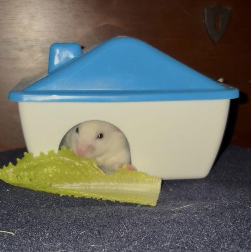 Cheddar, a Adopted Hamster in Frederick, MD image 1/3