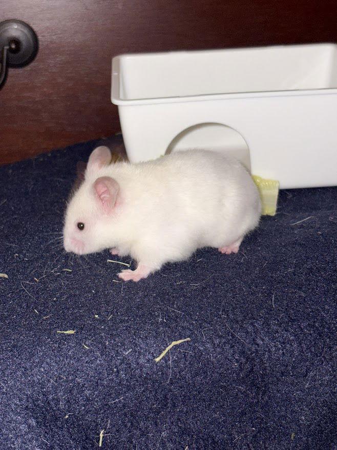 Cheddar, a Adopted Hamster in Frederick, MD image 2/3