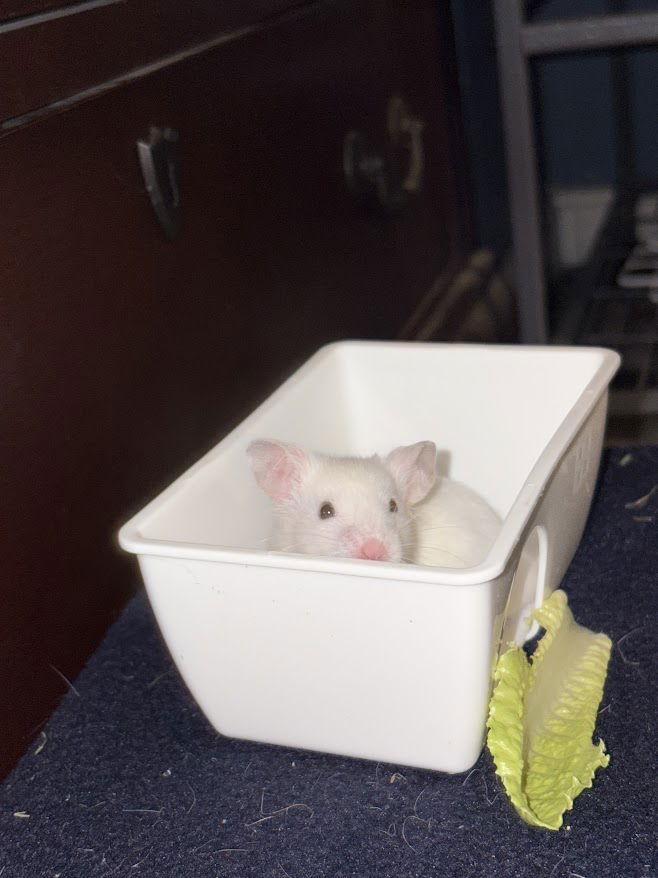 Cheddar, a Adopted Hamster in Frederick, MD image 3/3