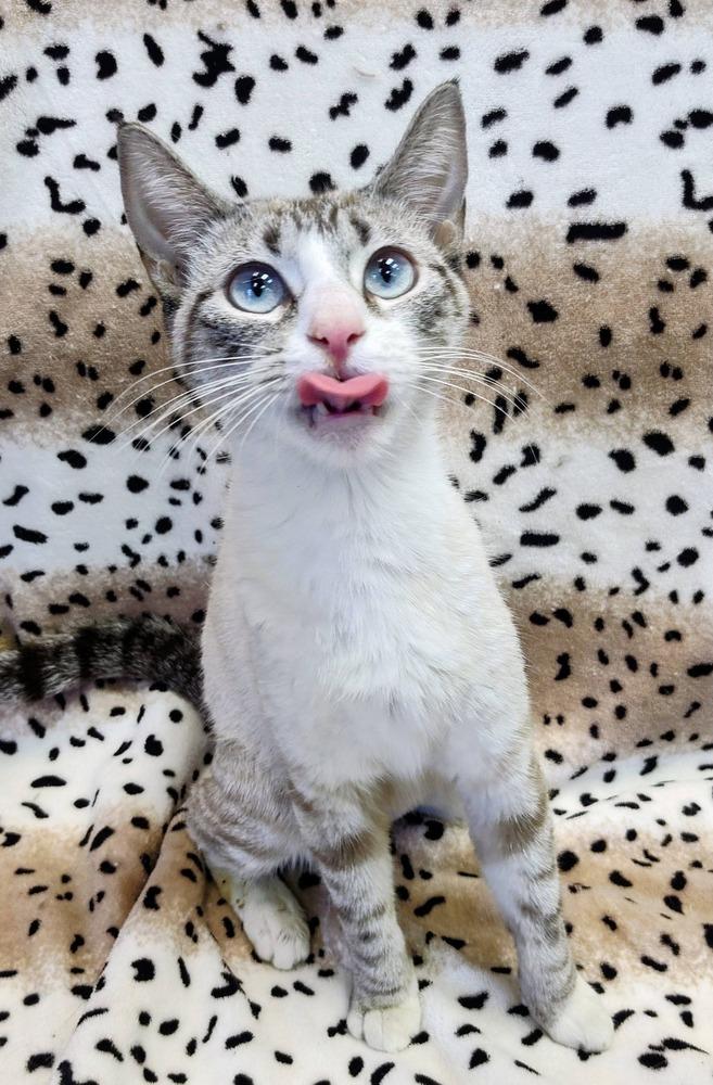 Derpy, Adoptable, Adult Female Domestic Short Hair.
