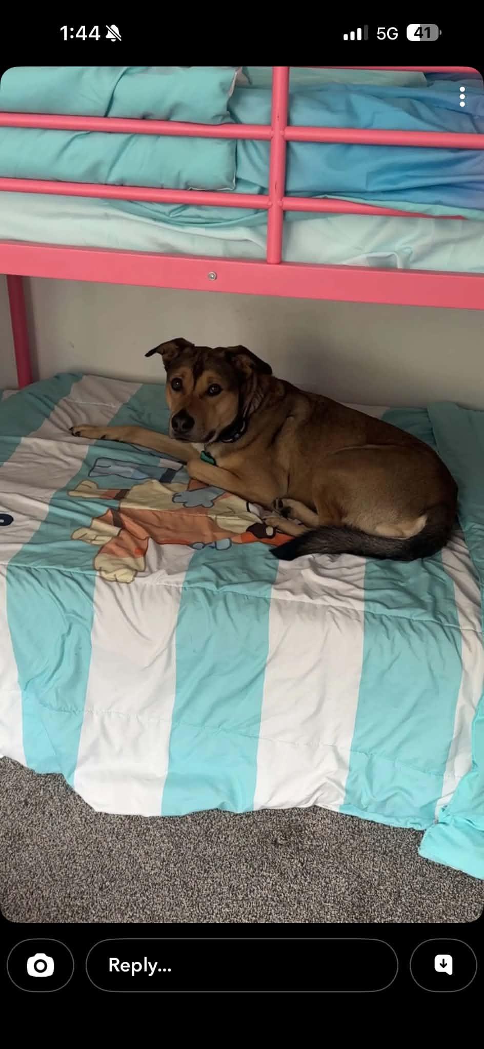 Murray, a ADOPTABLE mixed breed in Holmen, WI image 2/4