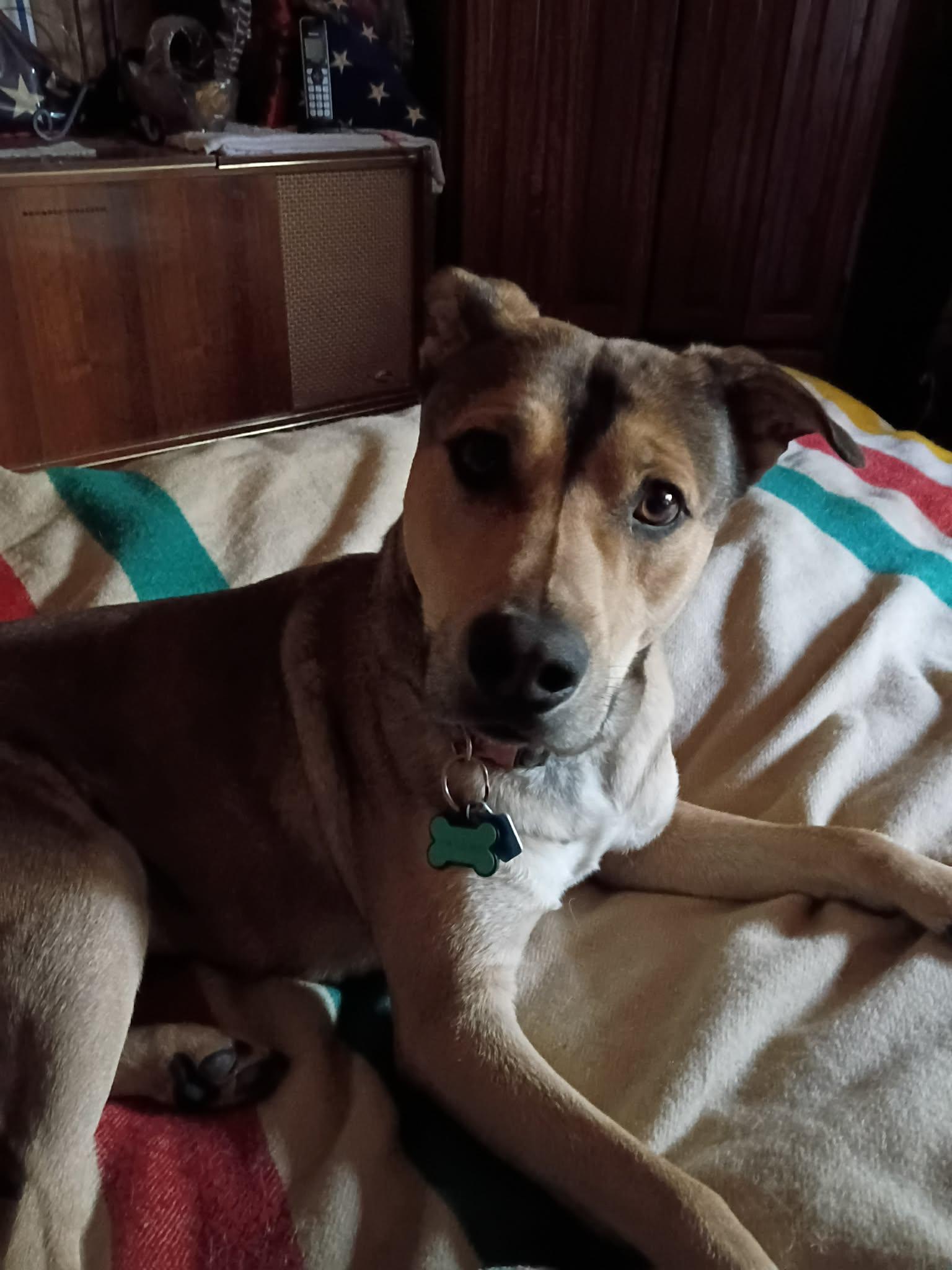 Murray, ADOPTABLE, Adult Male Mixed Breed.