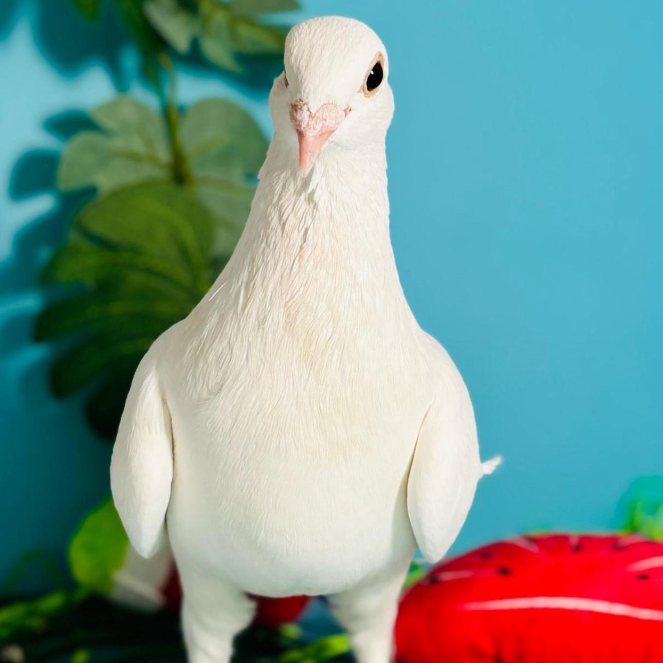 Enlarge Brittnee, a Adoptable Pigeon in Chicago, IL image 1/6