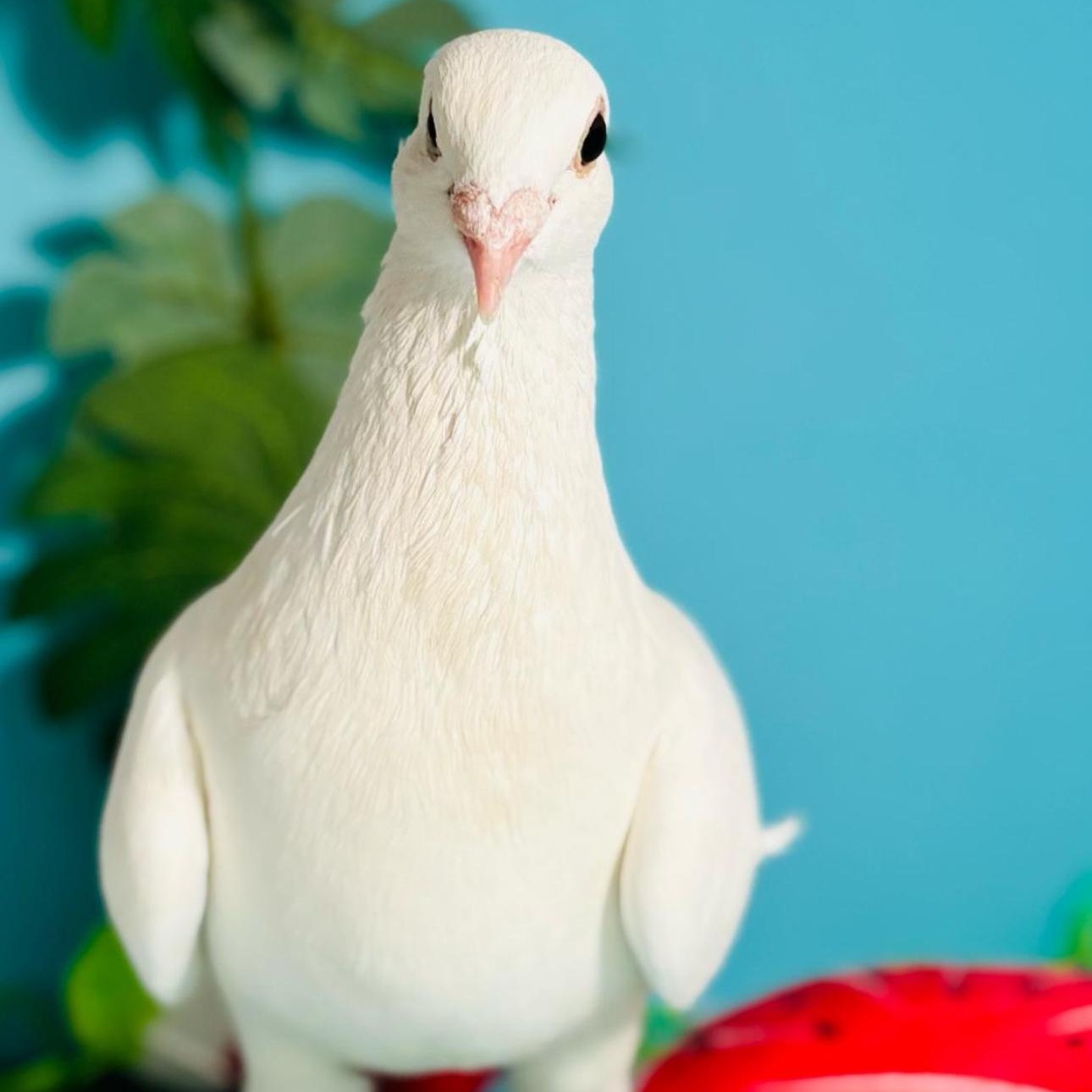 Enlarge Brittnee, a Adoptable Pigeon in Chicago, IL image 2/6