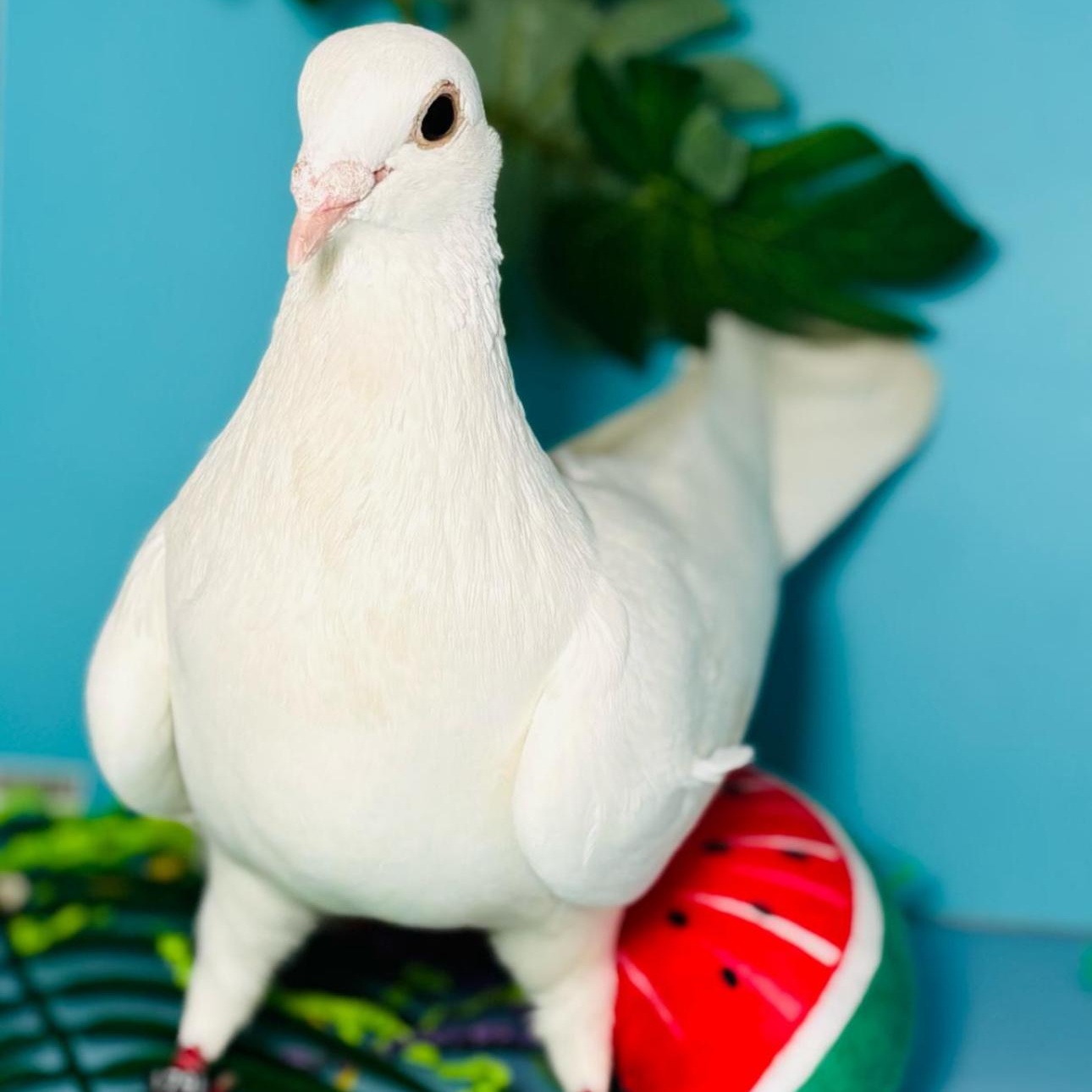 Enlarge Brittnee, a Adoptable Pigeon in Chicago, IL image 3/6
