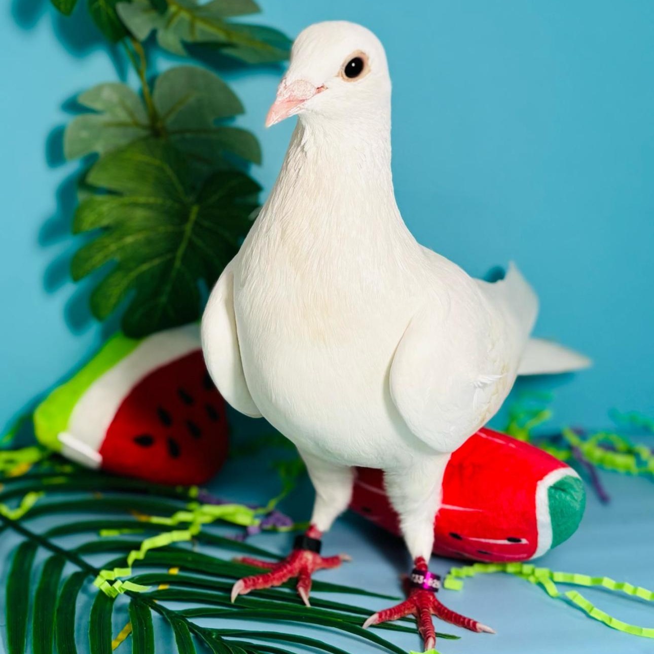 Enlarge Brittnee, a Adoptable Pigeon in Chicago, IL image 4/6