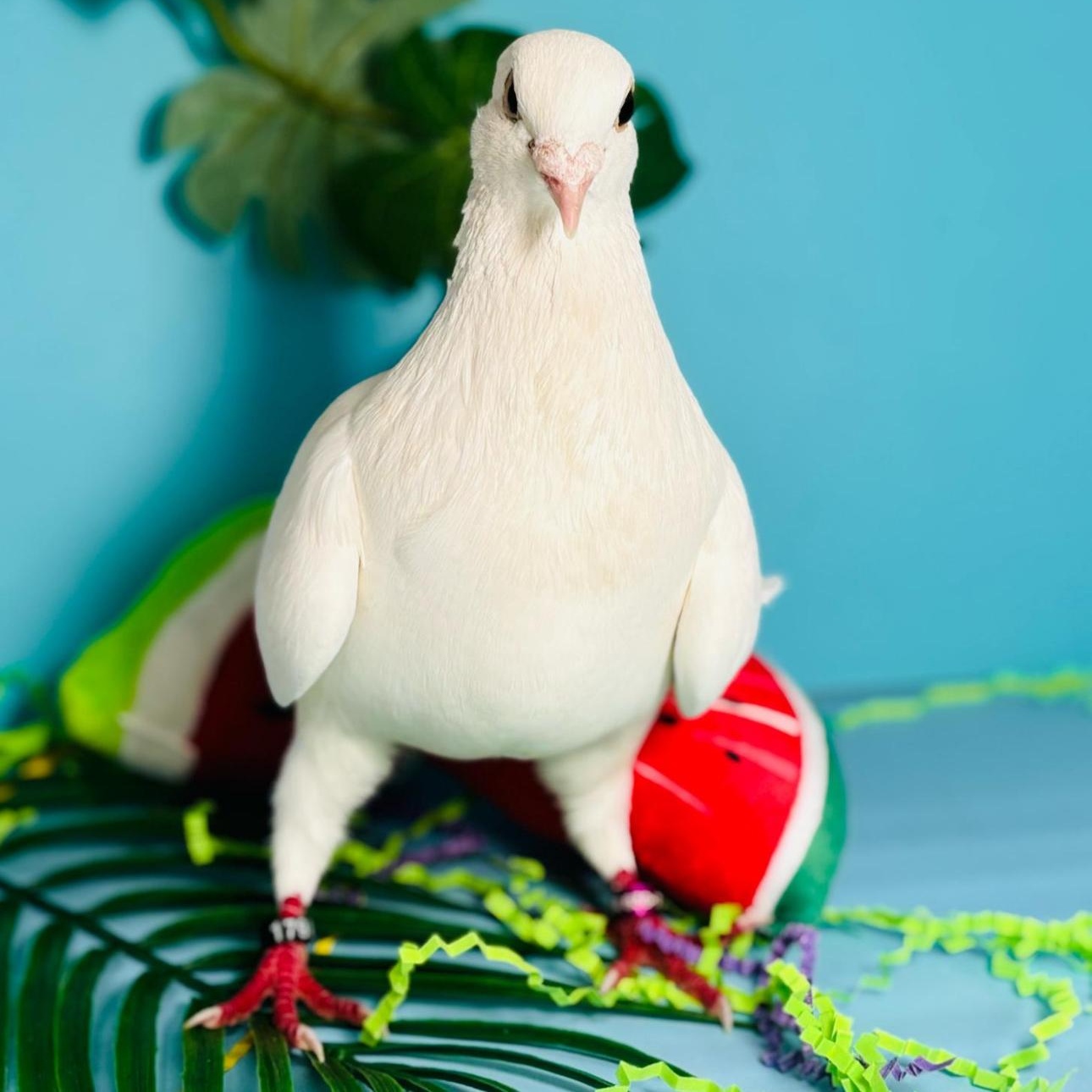 Brittnee, Adoptable, Adult Male Pigeon.