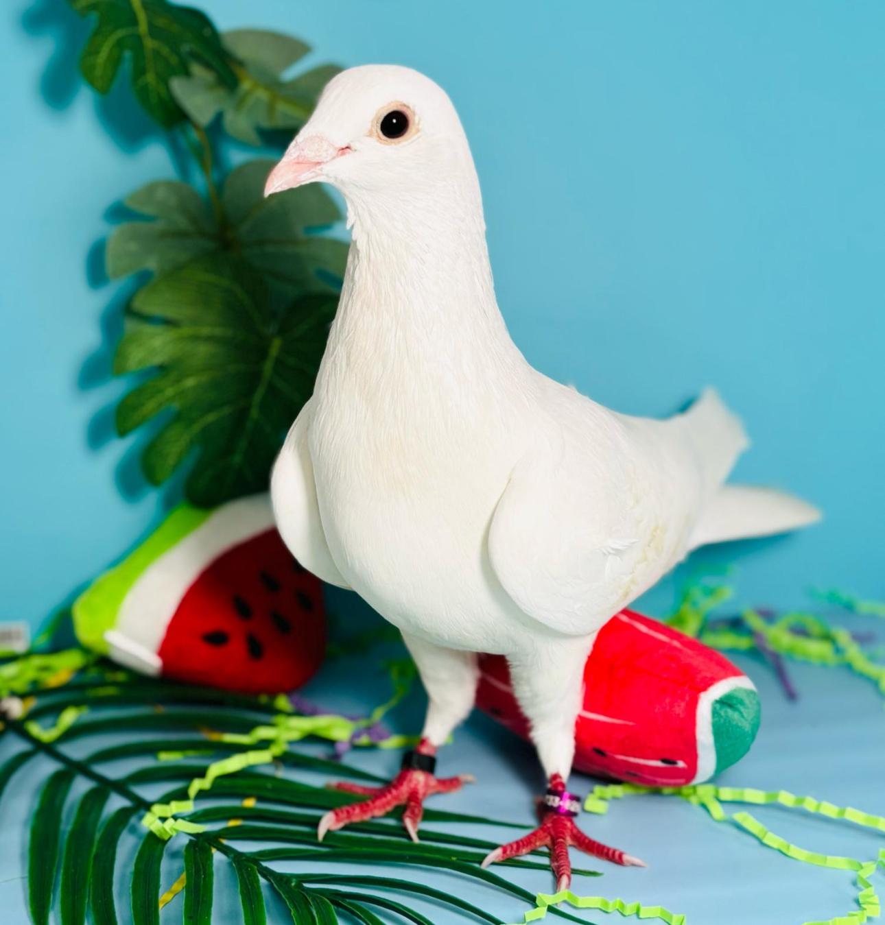 Enlarge Brittnee, a Adoptable Pigeon in Chicago, IL image 6/6