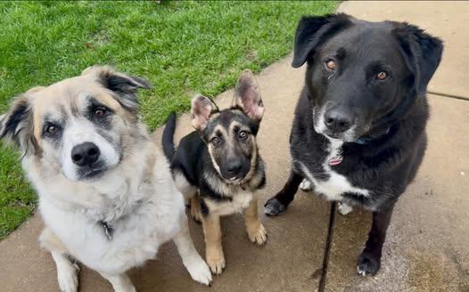 Enlarge Kenzie, an adopted mixed breed in Watertown, WI image 5/6