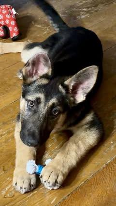 Enlarge Kenzie, an adopted mixed breed in Watertown, WI image 6/6