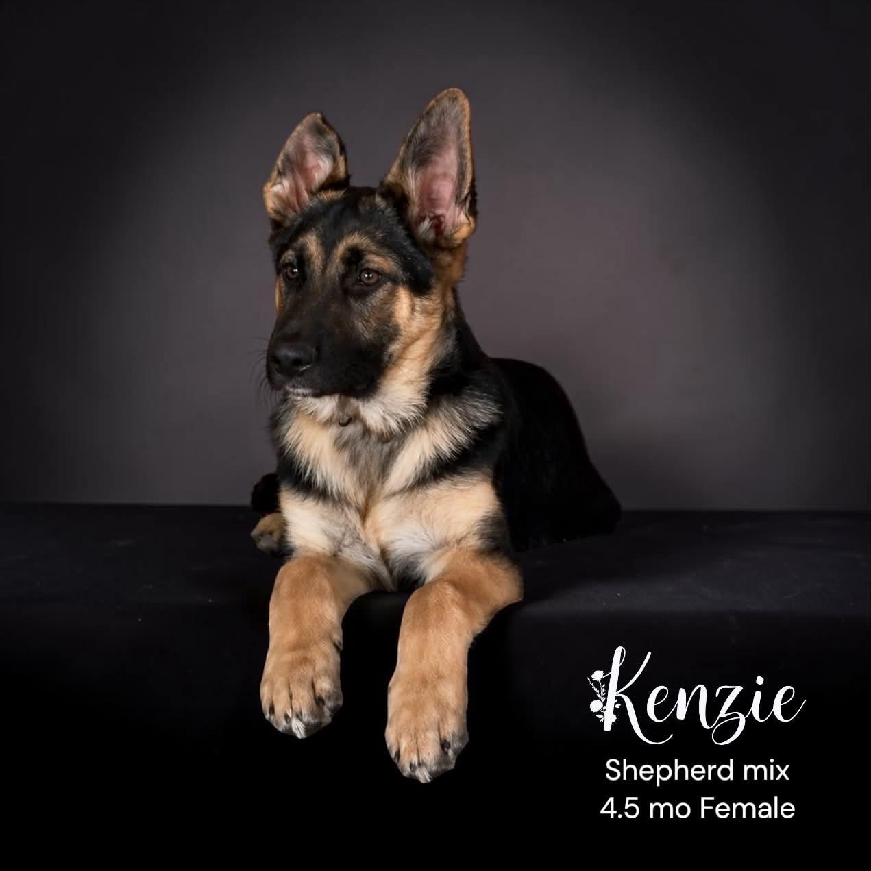 Kenzie, adopted, Young Female German Shepherd Dog.
