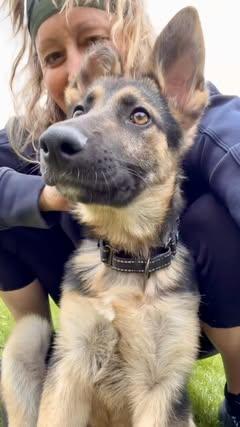 Enlarge Kenzie, an adopted mixed breed in Watertown, WI image 4/6