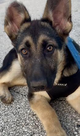 Enlarge Kenzie, an adopted mixed breed in Watertown, WI image 2/6
