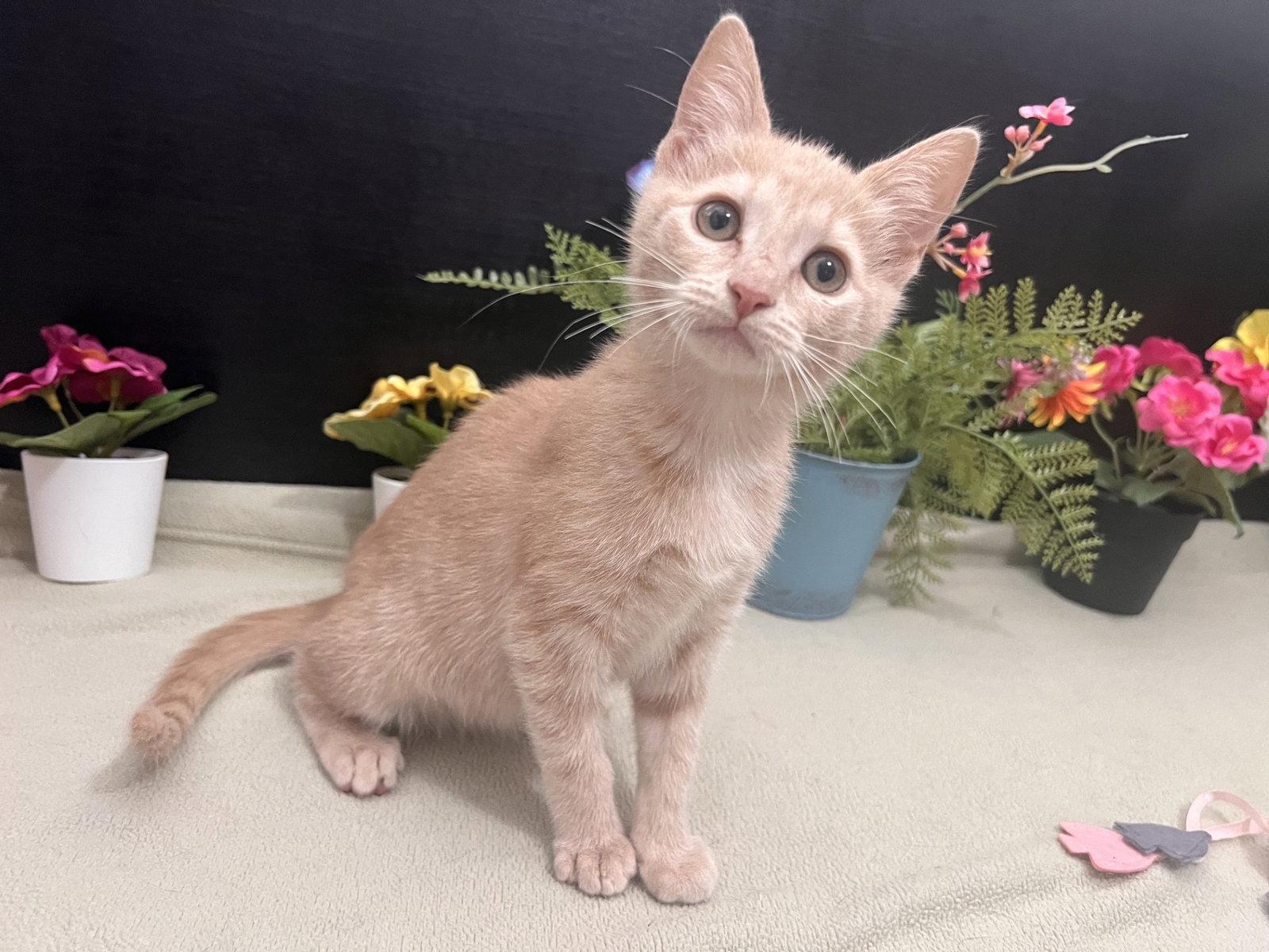 Catalina, Adoptable, Kitten Female Tabby & Domestic Short Hair.