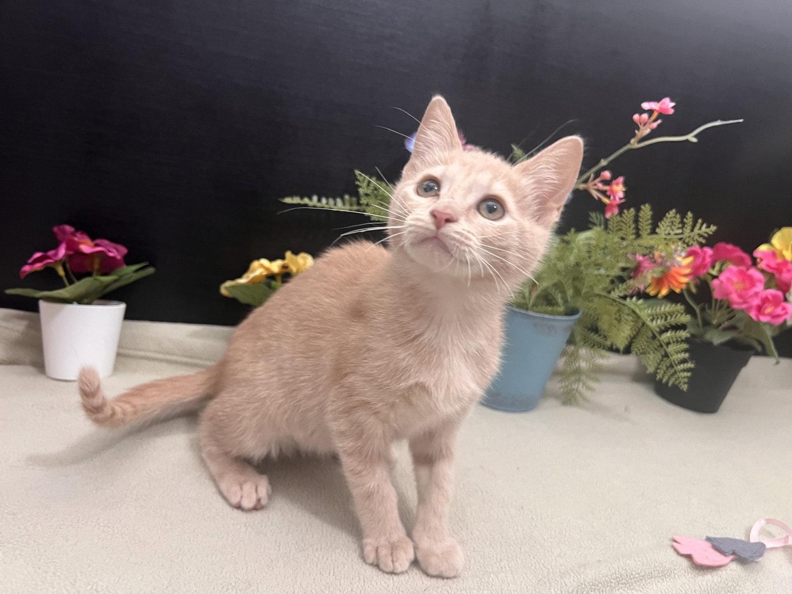 Enlarge Catalina, a Adoptable mixed breed in Fayetteville, GA image 2/3