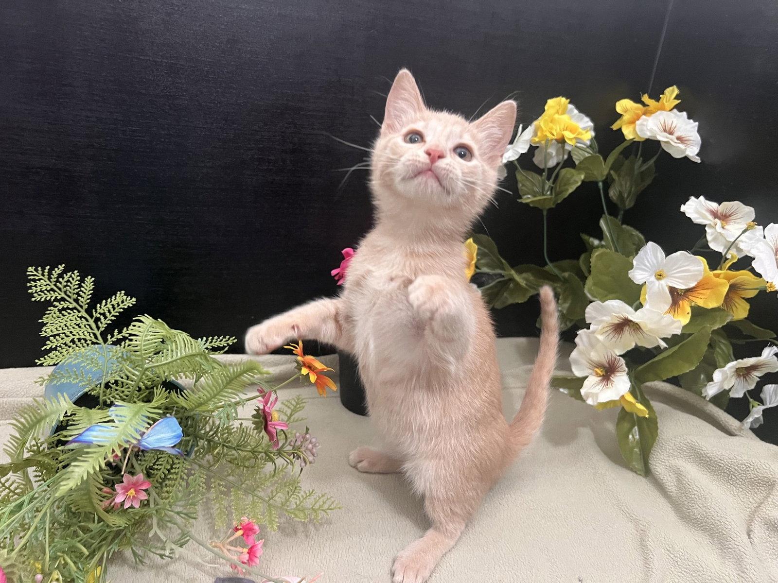 Enlarge Catalina, a Adoptable mixed breed in Fayetteville, GA image 3/3