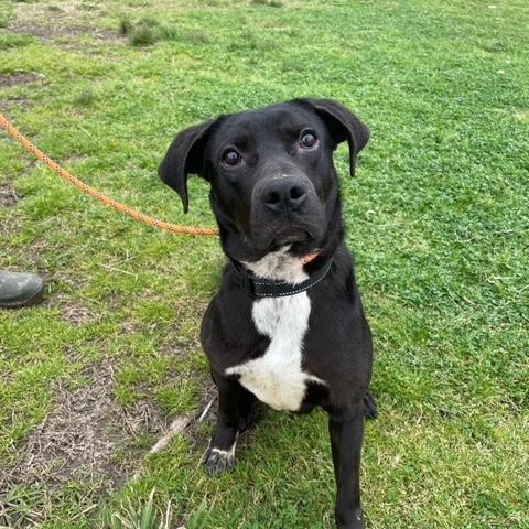 Trip, a Adoptable mixed breed in Robbinsville, NJ image 4/4