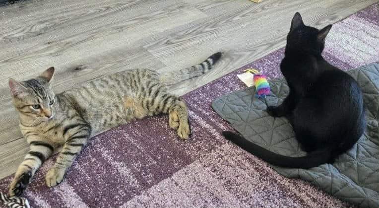 Bonded Sibings - Cassie & Charlie, Adoptable, Kitten Female Domestic Short Hair.