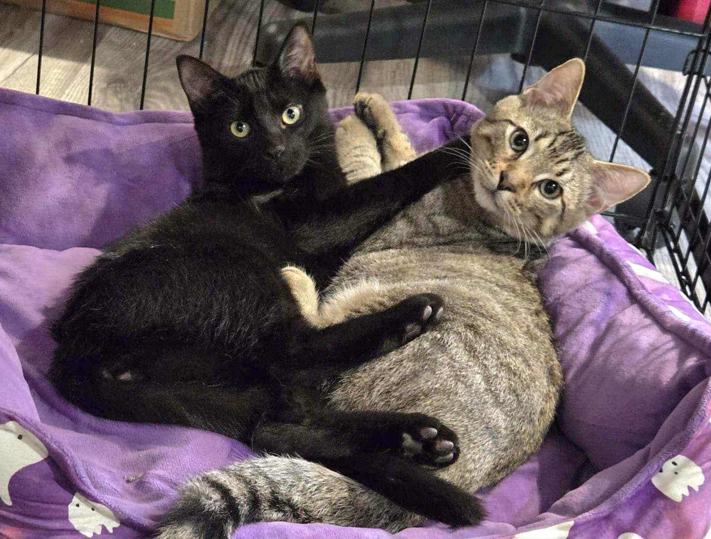 Enlarge Bonded Sibings - Cassie & Charlie, a Adoptable Domestic Short Hair in Abington, PA image 2/4