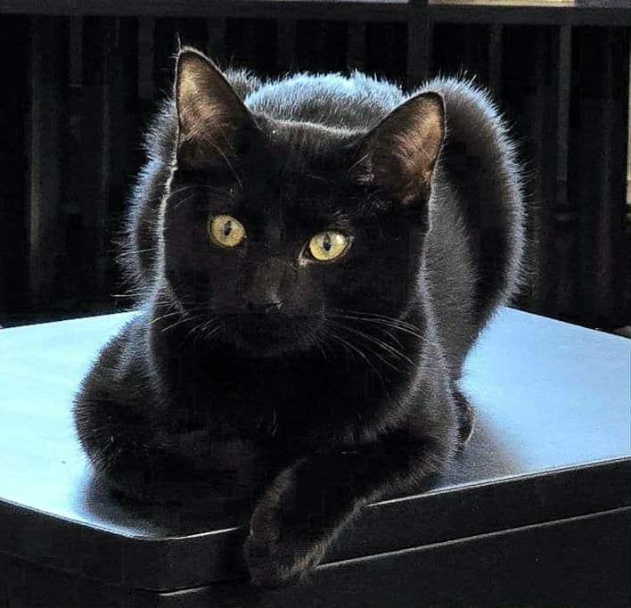 Enlarge Bonded Sibings - Cassie & Charlie, a Adoptable Domestic Short Hair in Abington, PA image 3/4