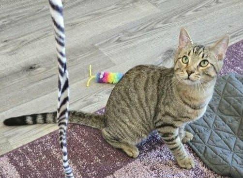 Enlarge Bonded Sibings - Cassie & Charlie, a Adoptable Domestic Short Hair in Abington, PA image 4/4