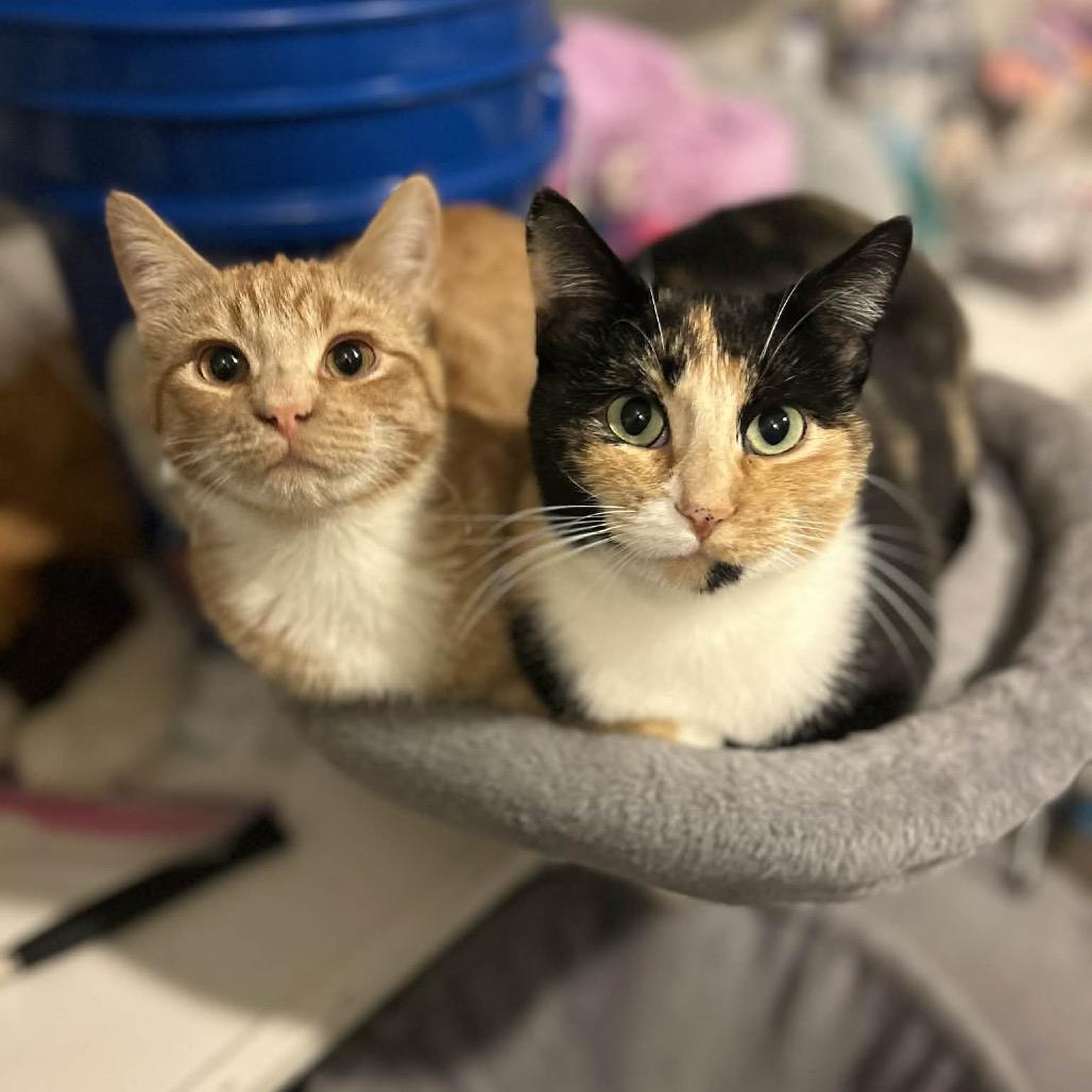 Dixie, Adoptable, Young Female Domestic Short Hair.