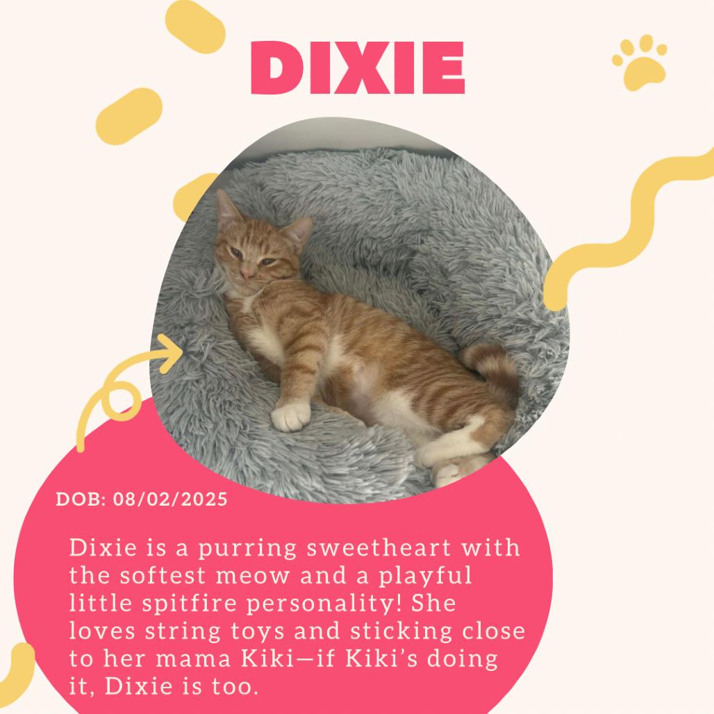 Enlarge Dixie, a Adoptable Domestic Short Hair in LYLE, MN image 2/6