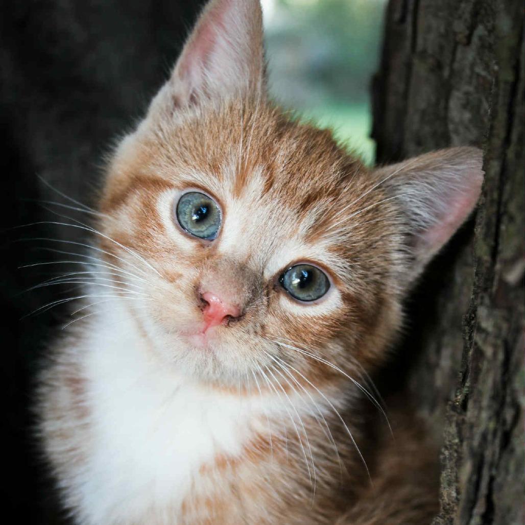 Enlarge Dixie, a Adoptable Domestic Short Hair in LYLE, MN image 3/6