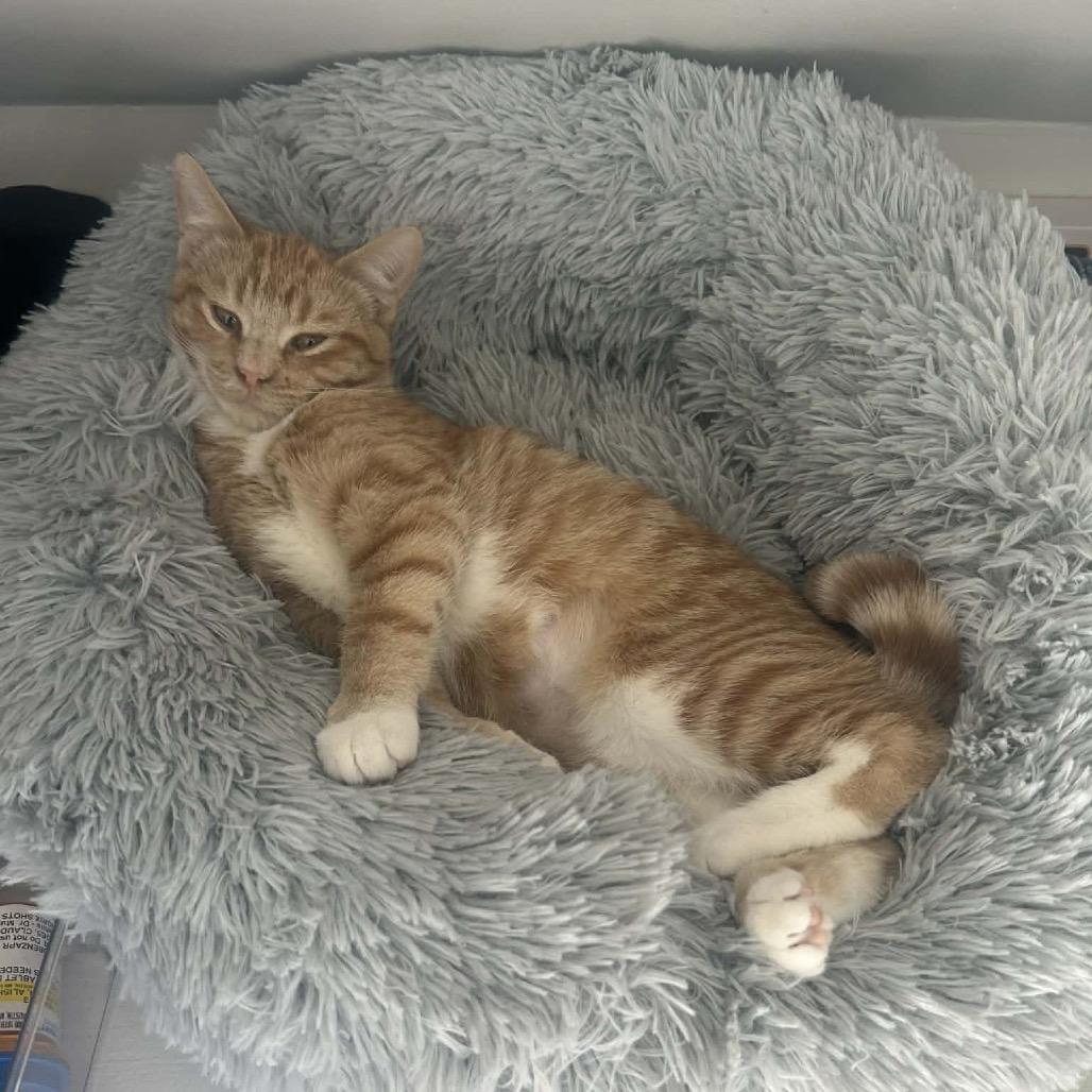 Enlarge Dixie, a Adoptable Domestic Short Hair in LYLE, MN image 4/6