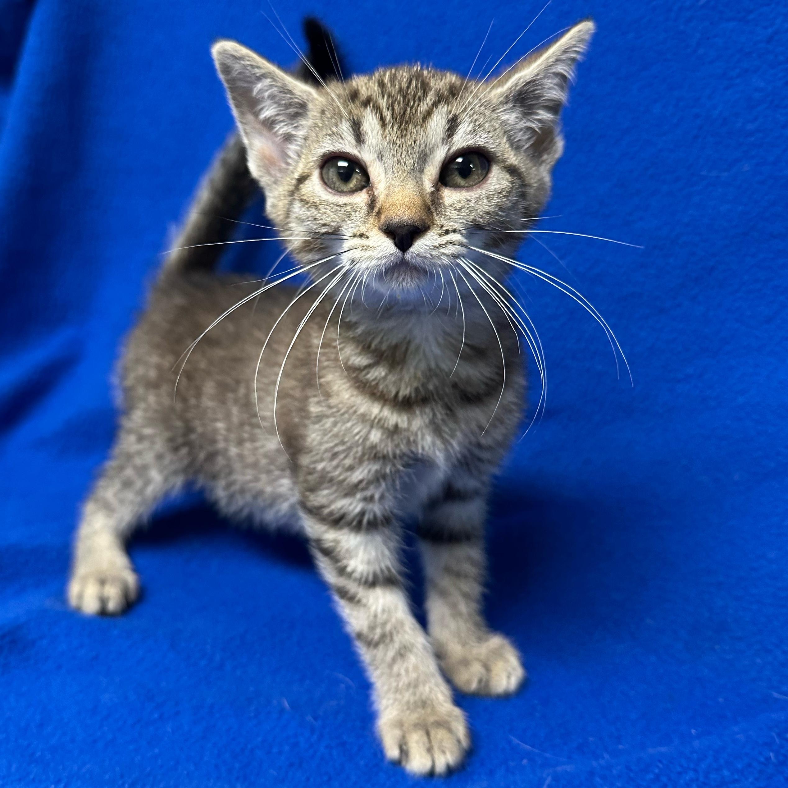 Enlarge Precious, an adoptable Domestic Short Hair in Valdosta, GA image 1/1