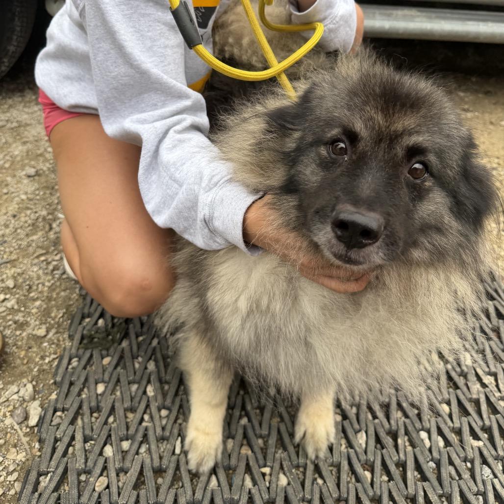 Emyla, Adoptable, Adult Female Keeshond.