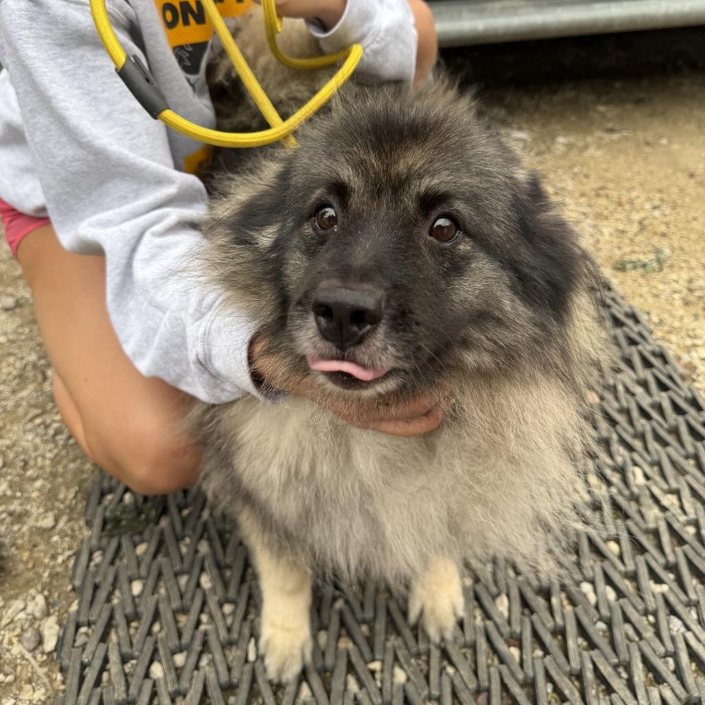 Enlarge Emyla, a Adoptable Keeshond in Northbrook, IL image 2/2
