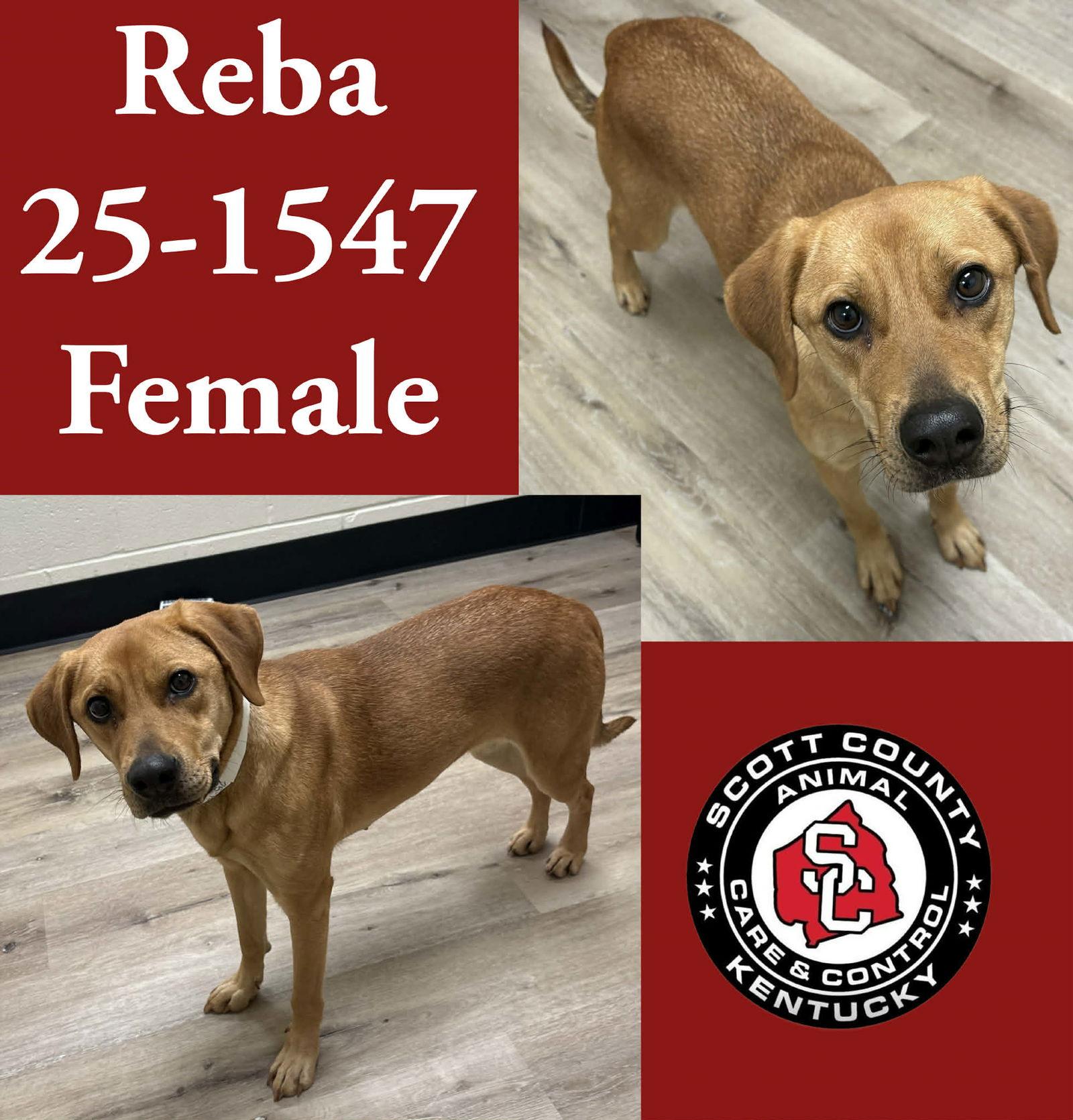 Enlarge Reba, a Adoptable Hound in Georgetown, KY image 1/1