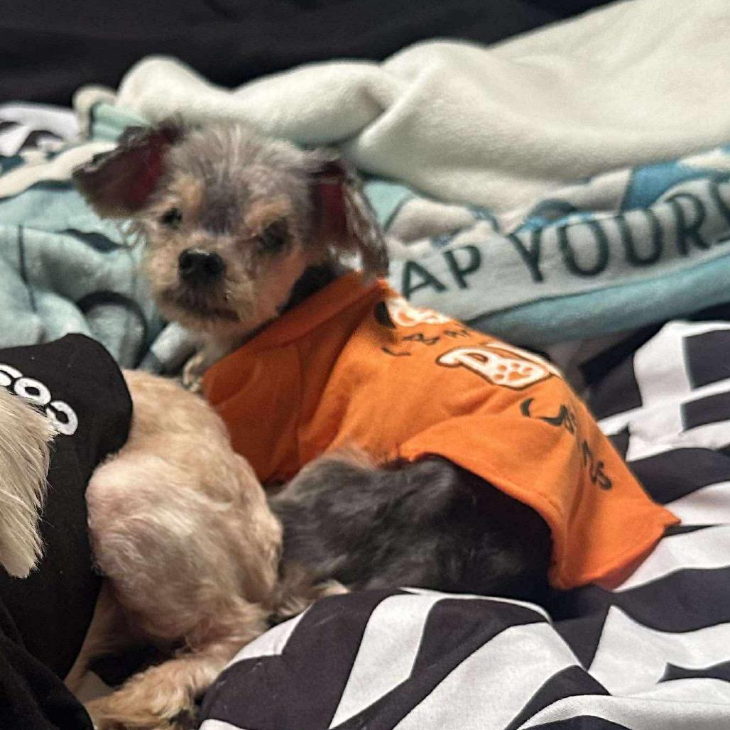 Enlarge Ernie, a Adoptable Yorkshire Terrier in Pittsburg, KS image 1/1